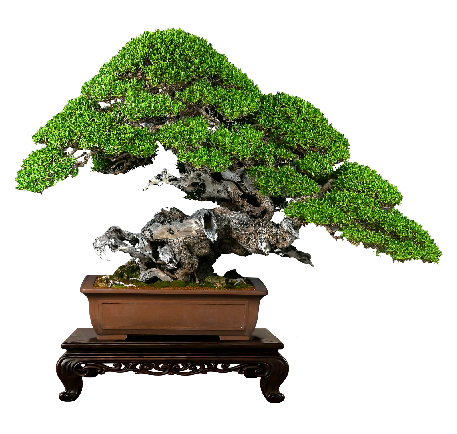 An exhibition-grade Philippine bonsai displayed on a carved wooden stand